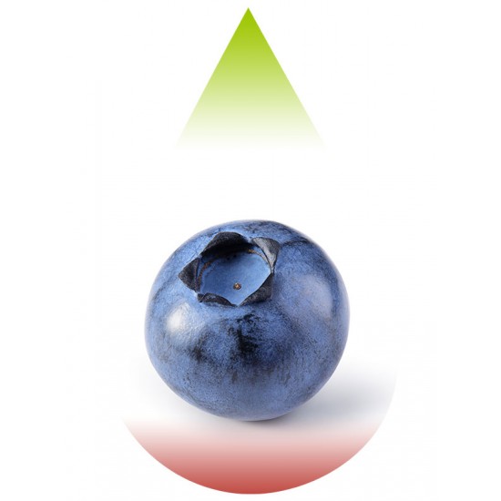 Blueberry-FJ
