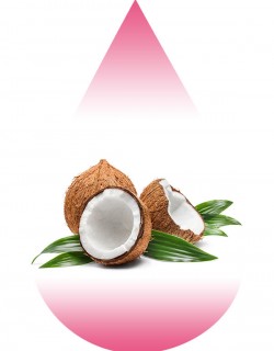 Palm Coconut-MB