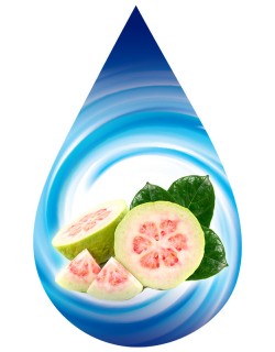 Guava-SSA