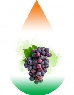 Grape SC-RF
