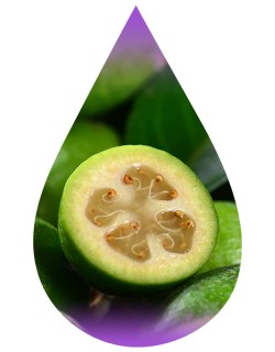 Feijoa-WF