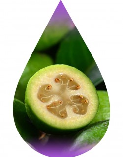 Feijoa-WF