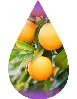Orange (Citrus Tangy)-WF