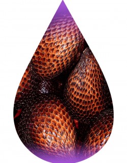 Snake Fruit-WF