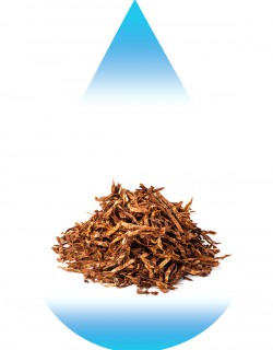 Burley Tobacco-EUR