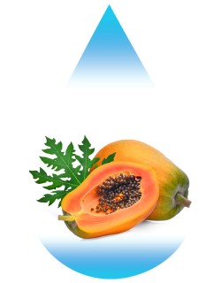 Ripe Papaya-EUR
