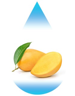 Yellow Mango-EUR