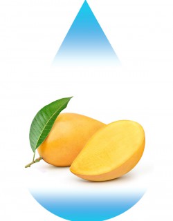 Yellow Mango-EUR