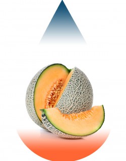 Melon Cantaloupe-FA