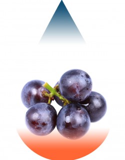 Grape Concord-FA