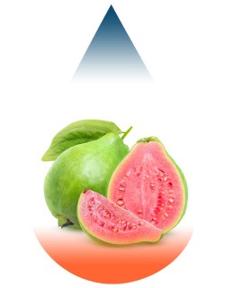 Guava-FA