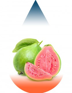 Guava-FA