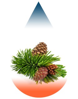 Pinus Sibirica-FA