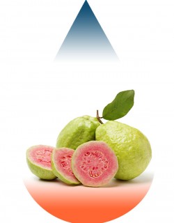 Pink Guava-FA