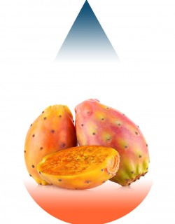 Prickly Pear-FA