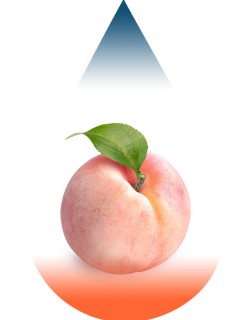 White Peach-FA