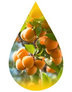 Apricot- INW