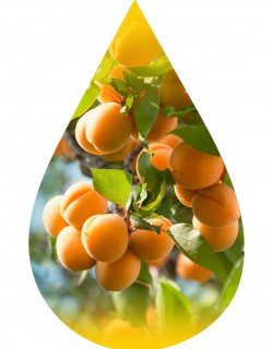 Apricot- INW