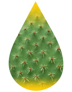 Cactus-INW