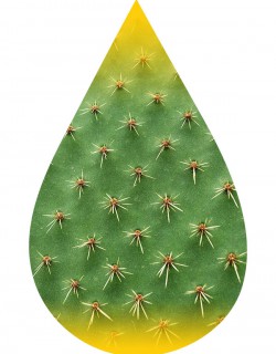 Cactus-INW