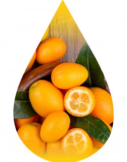 Kumquat-INW