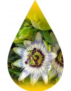 Passion Flower-INW