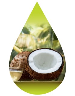 Fresh Coconut-PUR
