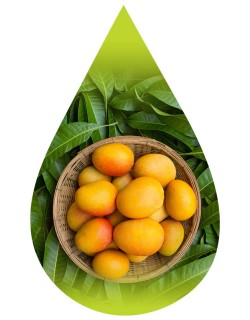 Mango-PUR