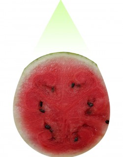 Watermelon-PUR