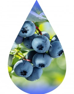 Blueberry Wild-TFA