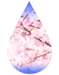 Cherry Blossom-TFA