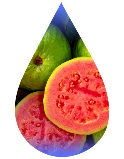 Guava-TFA