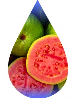 Guava-TFA